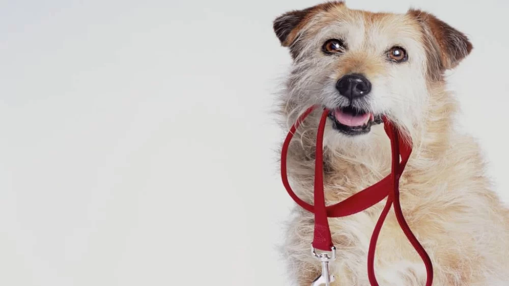 Best Ways to Train Your Dog to Walk on a Leash: Tips for a Perfect Walk