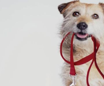 Best Ways to Train Your Dog to Walk on a Leash: Tips for a Perfect Walk