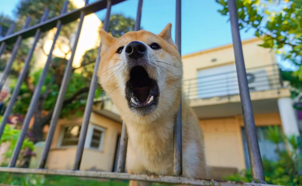 How to Train a Dog to Stop Barking at the Mailman: A Step-by-Step Guide