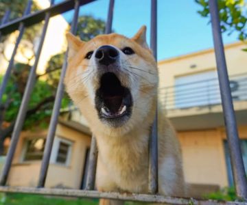 How to Train a Dog to Stop Barking at the Mailman: A Step-by-Step Guide