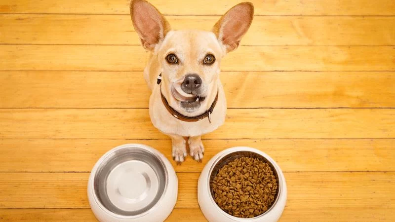 Best Dog Food for Sensitive Stomachs: Top Choices for Your Pet's Health