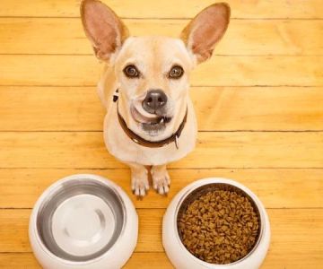 Best Dog Food for Sensitive Stomachs: Top Choices for Your Pet's Health