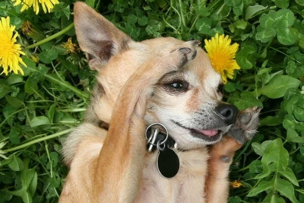 How to Treat Dog Allergies: Effective Solutions and Tips for Dog Owners