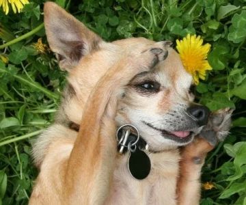 How to Treat Dog Allergies: Effective Solutions and Tips for Dog Owners