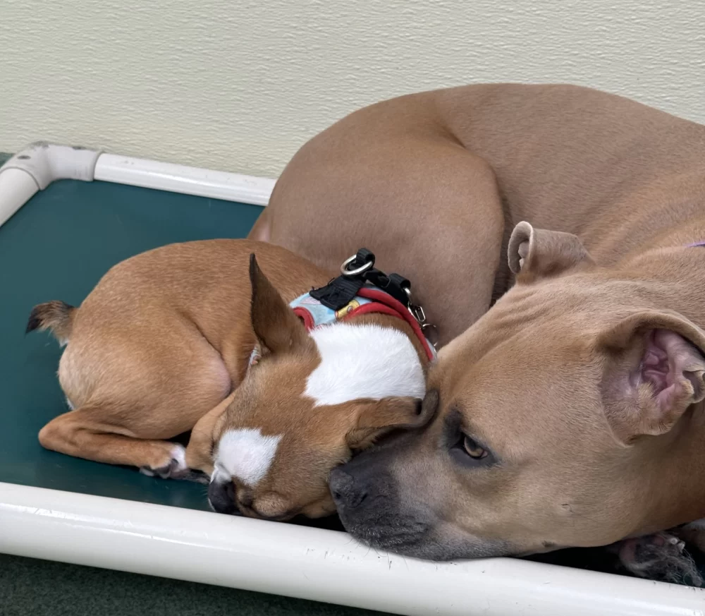 Effective Training Techniques to Help with Dog Anxiety