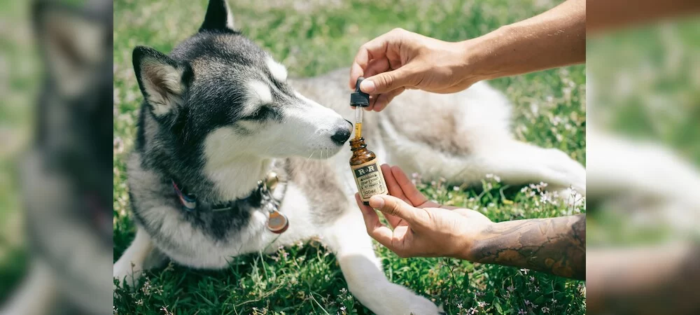 Best Supplements for Dog Coat Health: How to Keep Your Dog’s Fur Shiny and Healthy
