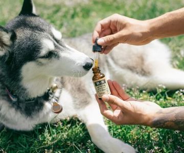 Best Supplements for Dog Coat Health: How to Keep Your Dog’s Fur Shiny and Healthy