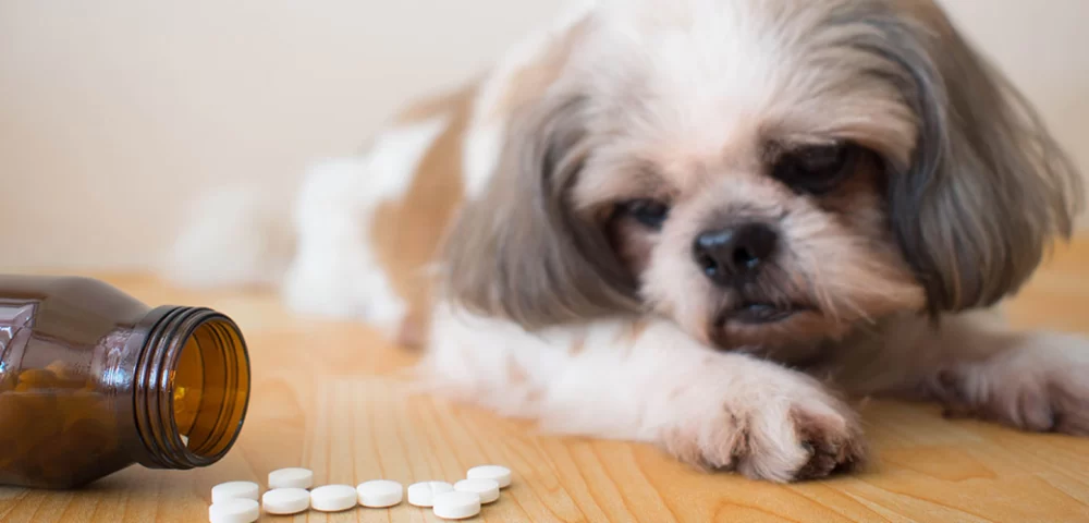 How to Treat Pet Anxiety Naturally Without Medications: Effective Solutions