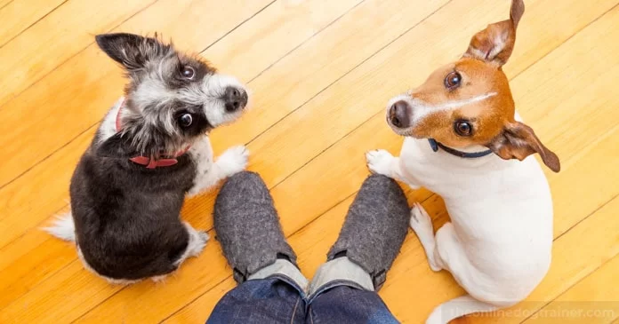How to Ease Anxiety in Rescue Dogs: Real Tips That Truly Work
