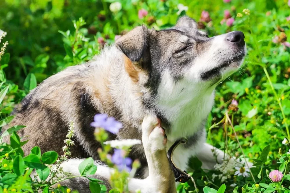 How to Treat Dog Allergies: Effective Solutions for Managing Symptoms