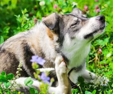 How to Treat Dog Allergies: Effective Solutions for Managing Symptoms