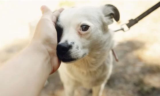 How to Help an Anxious Dog Around Other Animals: Practical Tips and Solutions