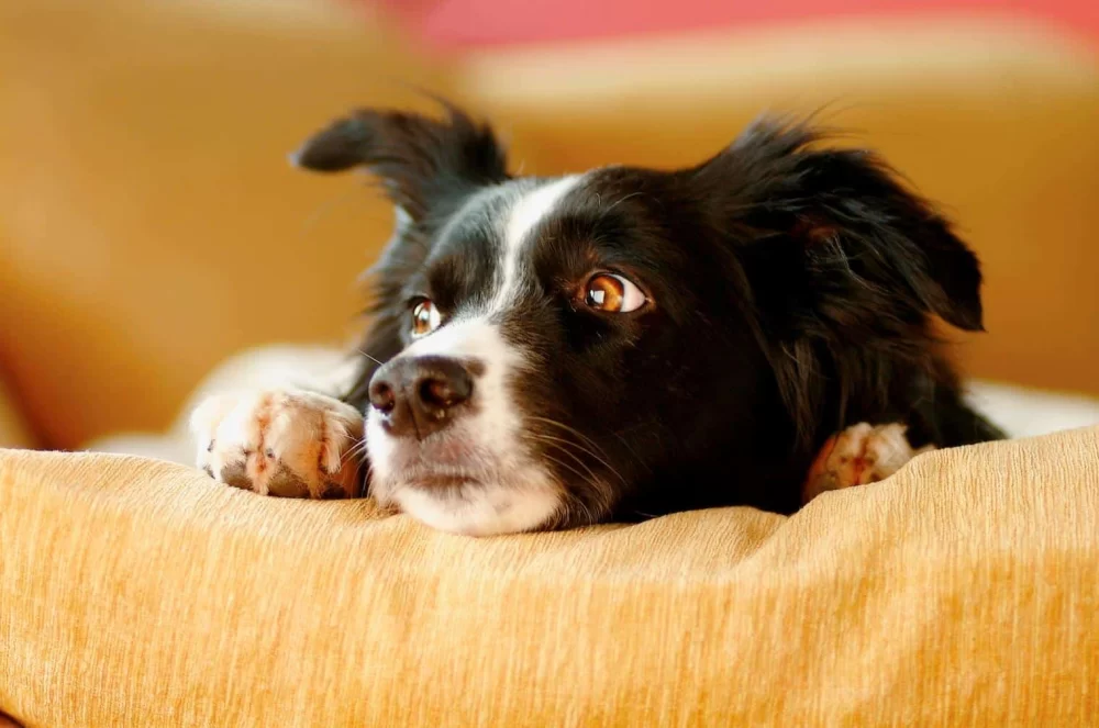 How to Prevent Anxiety in Pets During Noisy Environments: Practical Tips for Pet Owners