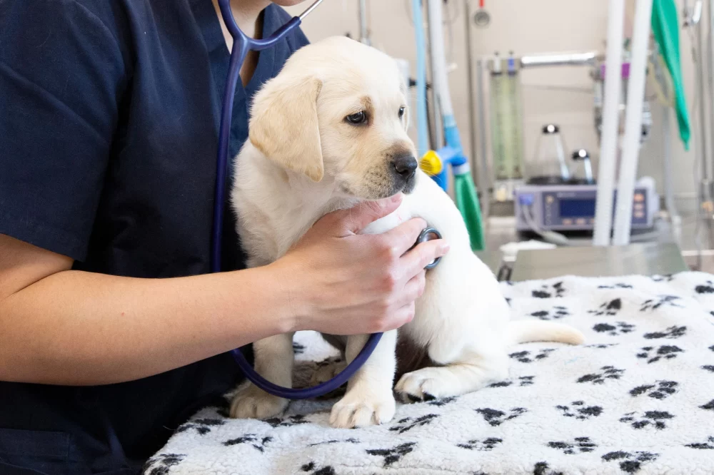 How to Take Care of a Puppy’s Health: Essential Tips for New Dog Owners