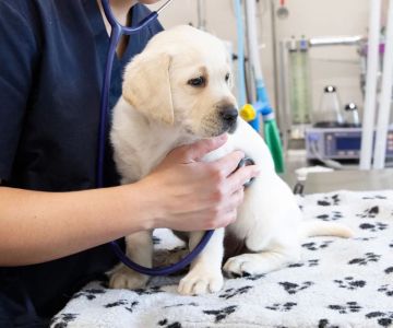 How to Take Care of a Puppy’s Health: Essential Tips for New Dog Owners