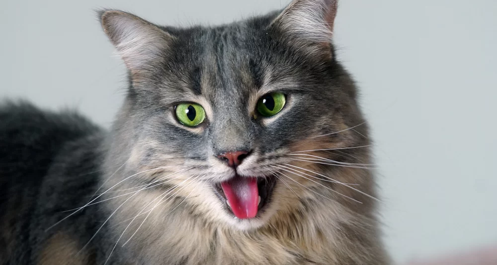 Why is My Cat Shaking and Panting? Understanding the Causes and Solutions