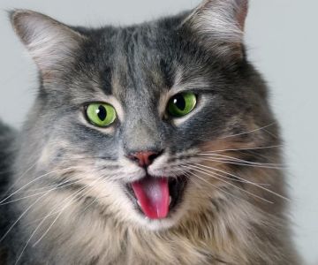 Why is My Cat Shaking and Panting? Understanding the Causes and Solutions