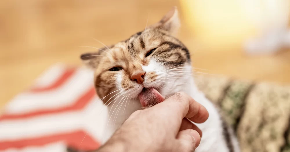 Understanding Excessive Licking and Drooling in Cats: Causes and Solutions
