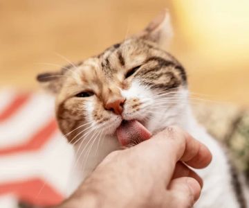 Understanding Excessive Licking and Drooling in Cats: Causes and Solutions