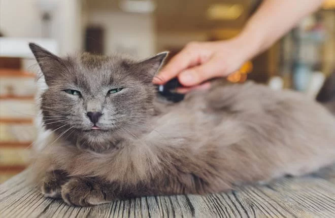 Cat Excessive Shedding in Clumps: Understanding Causes and Solutions