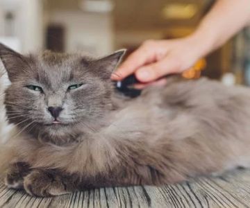 Cat Excessive Shedding in Clumps: Understanding Causes and Solutions
