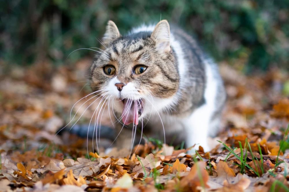 Cat Vomiting After Eating Certain Foods: Causes and Solutions for Your Cat's Health