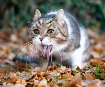 Cat Vomiting After Eating Certain Foods: Causes and Solutions for Your Cat's Health