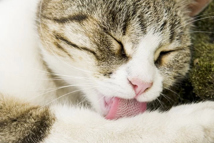 Why is My Cat Coughing Up Hairballs Every Day? Causes and Solutions