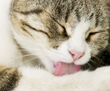 Why is My Cat Coughing Up Hairballs Every Day? Causes and Solutions