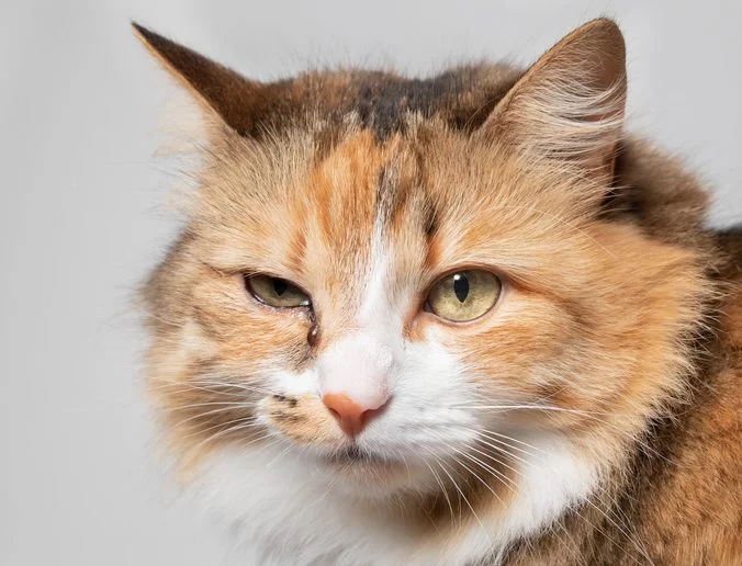 Cat Excessive Sneezing and Watery Eyes: Causes, Treatment, and Solutions