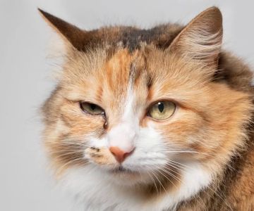 Cat Excessive Sneezing and Watery Eyes: Causes, Treatment, and Solutions