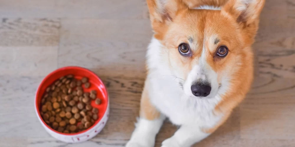 High-Fiber Dog Food for Weight Loss: A Complete Guide for Your Dog's Health