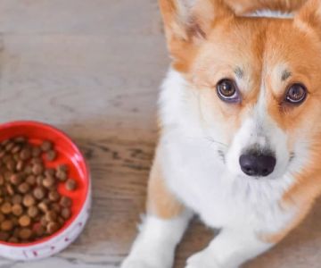 High-Fiber Dog Food for Weight Loss: A Complete Guide for Your Dog's Health