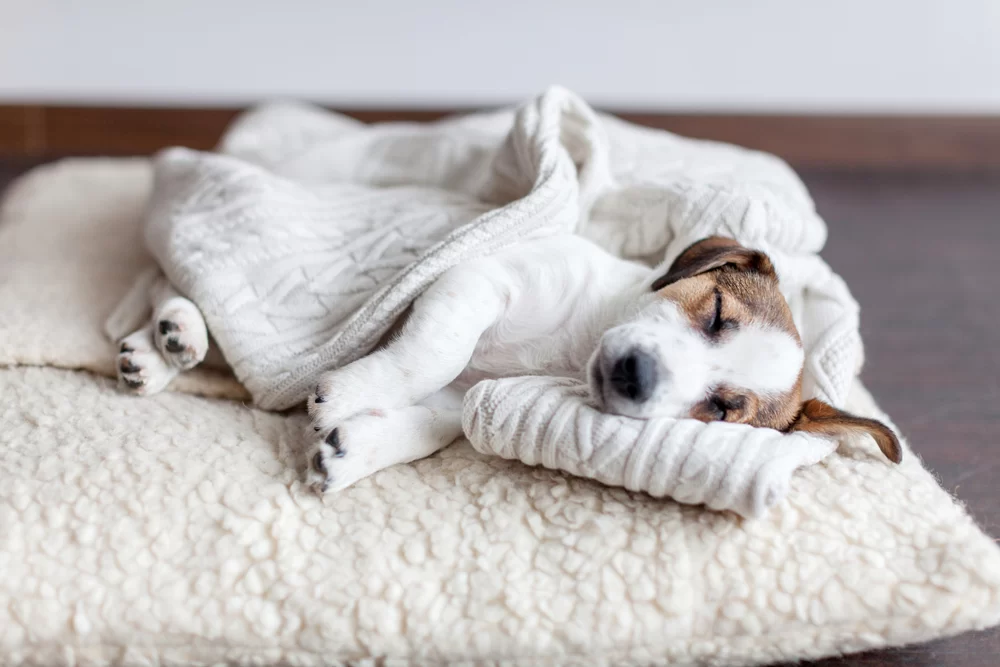How to Prevent Allergies in Pets Through Diet: Tips and Solutions