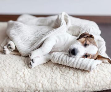 How to Prevent Allergies in Pets Through Diet: Tips and Solutions