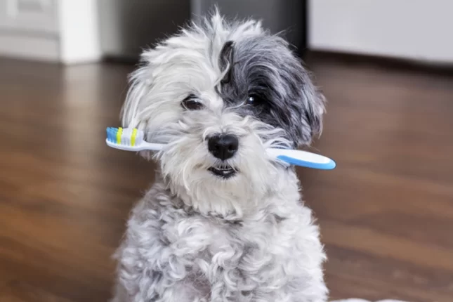 How to Maintain Your Pet's Dental Health Through Diet: Essential Tips and Tricks
