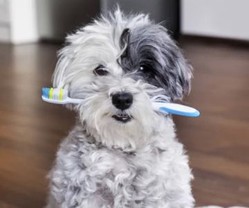 How to Maintain Your Pet's Dental Health Through Diet: Essential Tips and Tricks