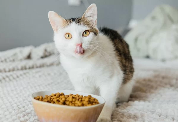 Best Food for Cats with Sensitive Stomachs: A Guide to Choosing the Right Diet