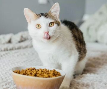 Best Food for Cats with Sensitive Stomachs: A Guide to Choosing the Right Diet
