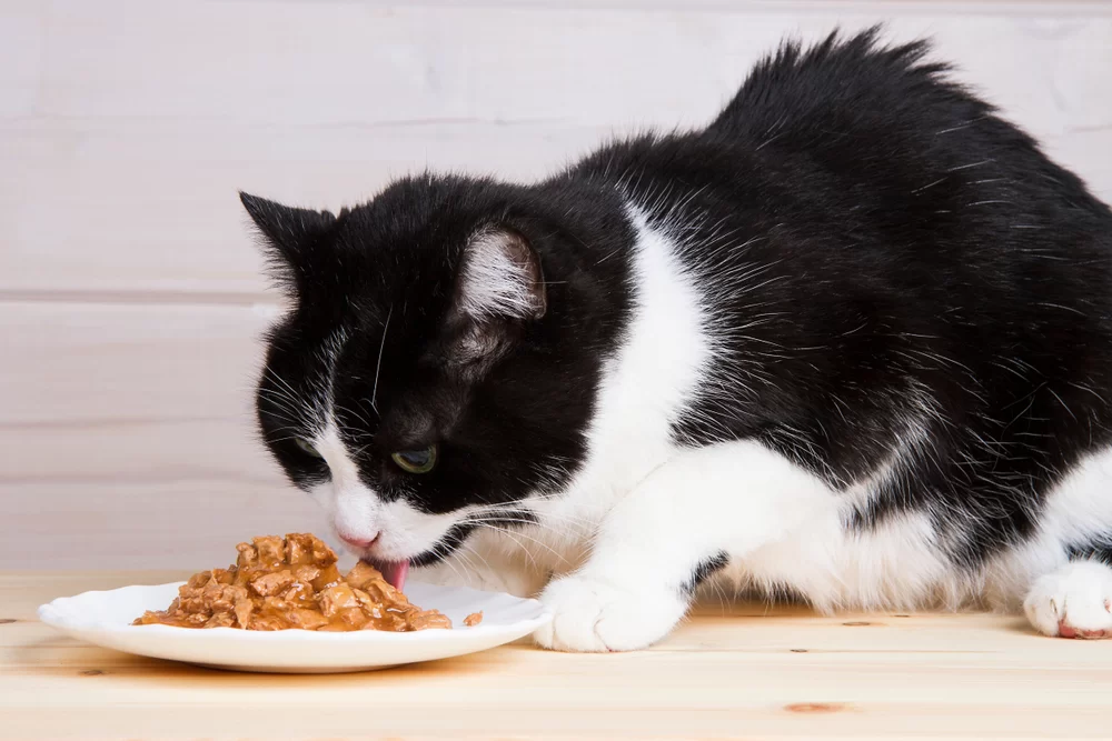 Best Senior Cat Food for Kidney Health: Top Picks for Your Aging Cat