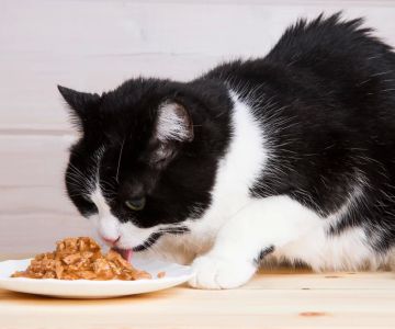Best Senior Cat Food for Kidney Health: Top Picks for Your Aging Cat