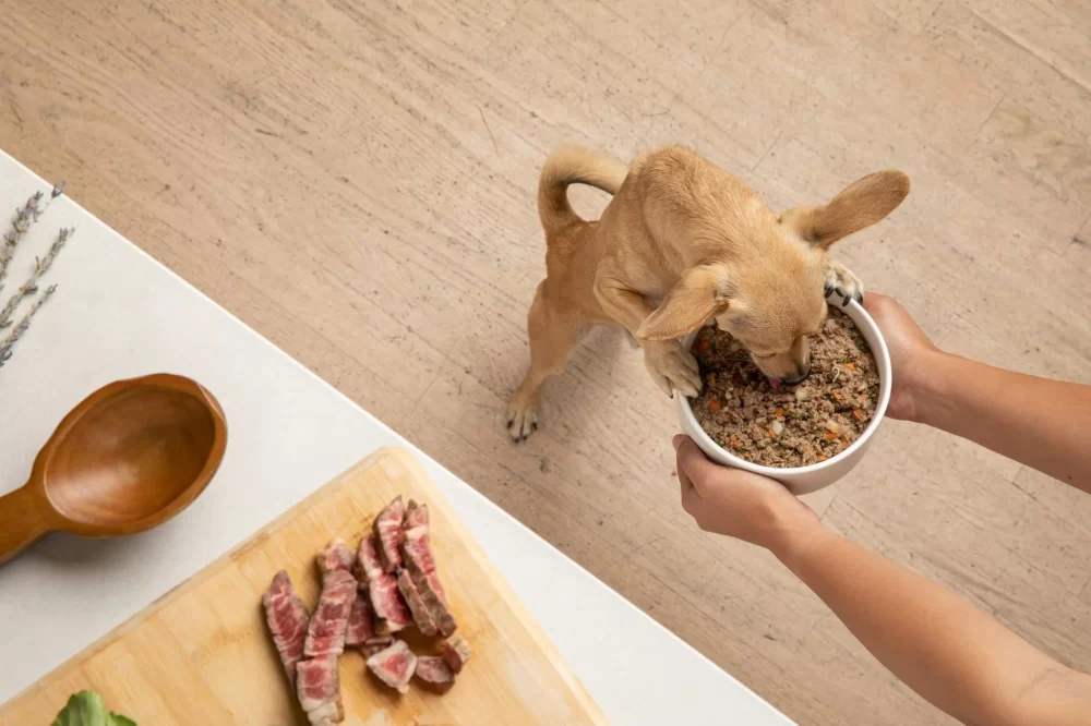 Best Low-Fat Dog Food for Pancreatitis: A Guide to Managing Your Dog’s Diet