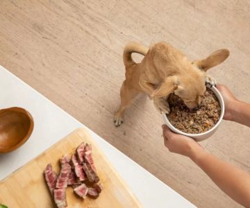 Best Low-Fat Dog Food for Pancreatitis: A Guide to Managing Your Dog’s Diet