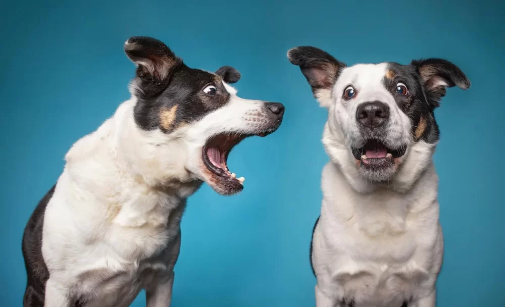 Training Your Dog to Stop Barking at the Door: Proven Methods and Solutions