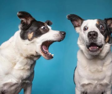 Training Your Dog to Stop Barking at the Door: Proven Methods and Solutions
