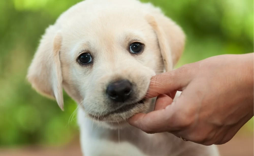 How to Train a Puppy Not to Bite: Essential Tips and Techniques