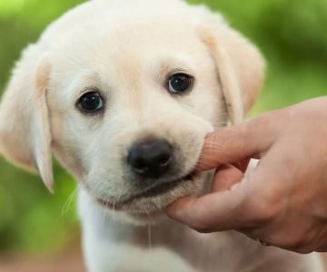 How to Train a Puppy Not to Bite: Essential Tips and Techniques