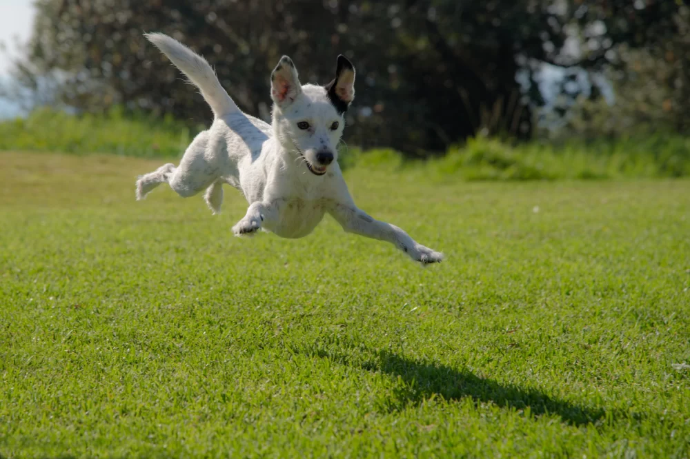How to Stop Your Dog from Jumping on People: Effective Training Tips and Techniques