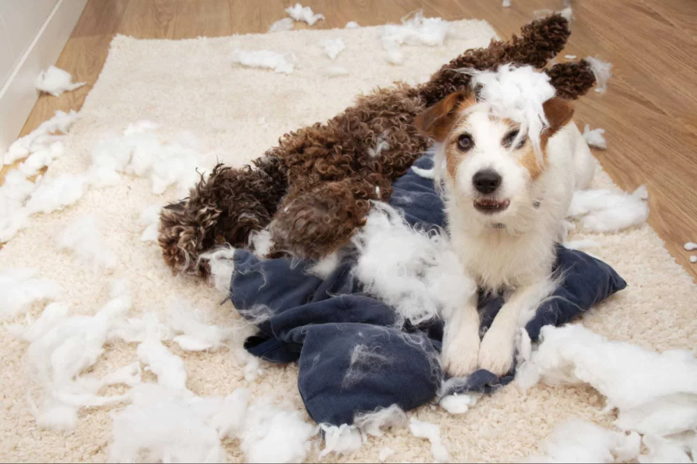 Dealing with Separation Anxiety in Dogs: Effective Strategies to Help Your Pup Cope