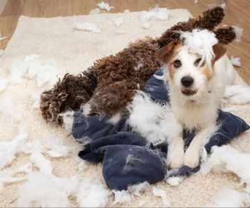 Dealing with Separation Anxiety in Dogs: Effective Strategies to Help Your Pup Cope